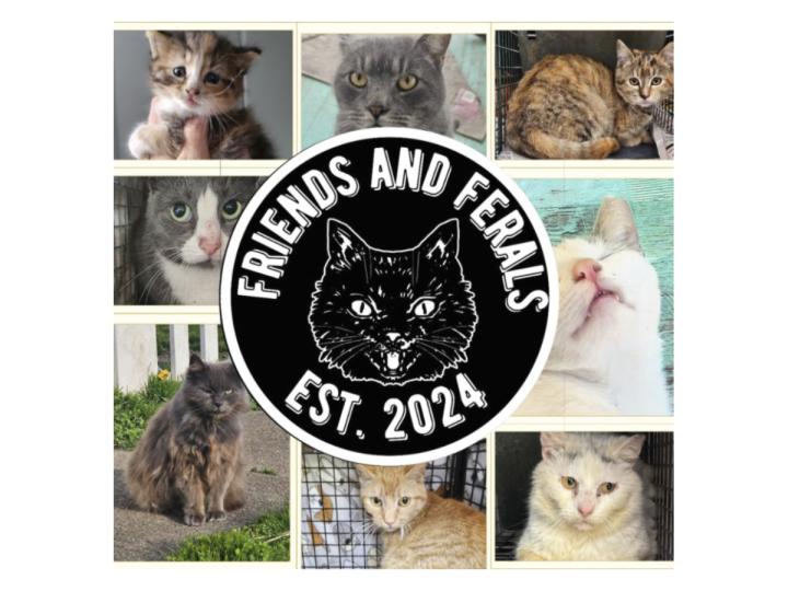 Friends & Ferals
